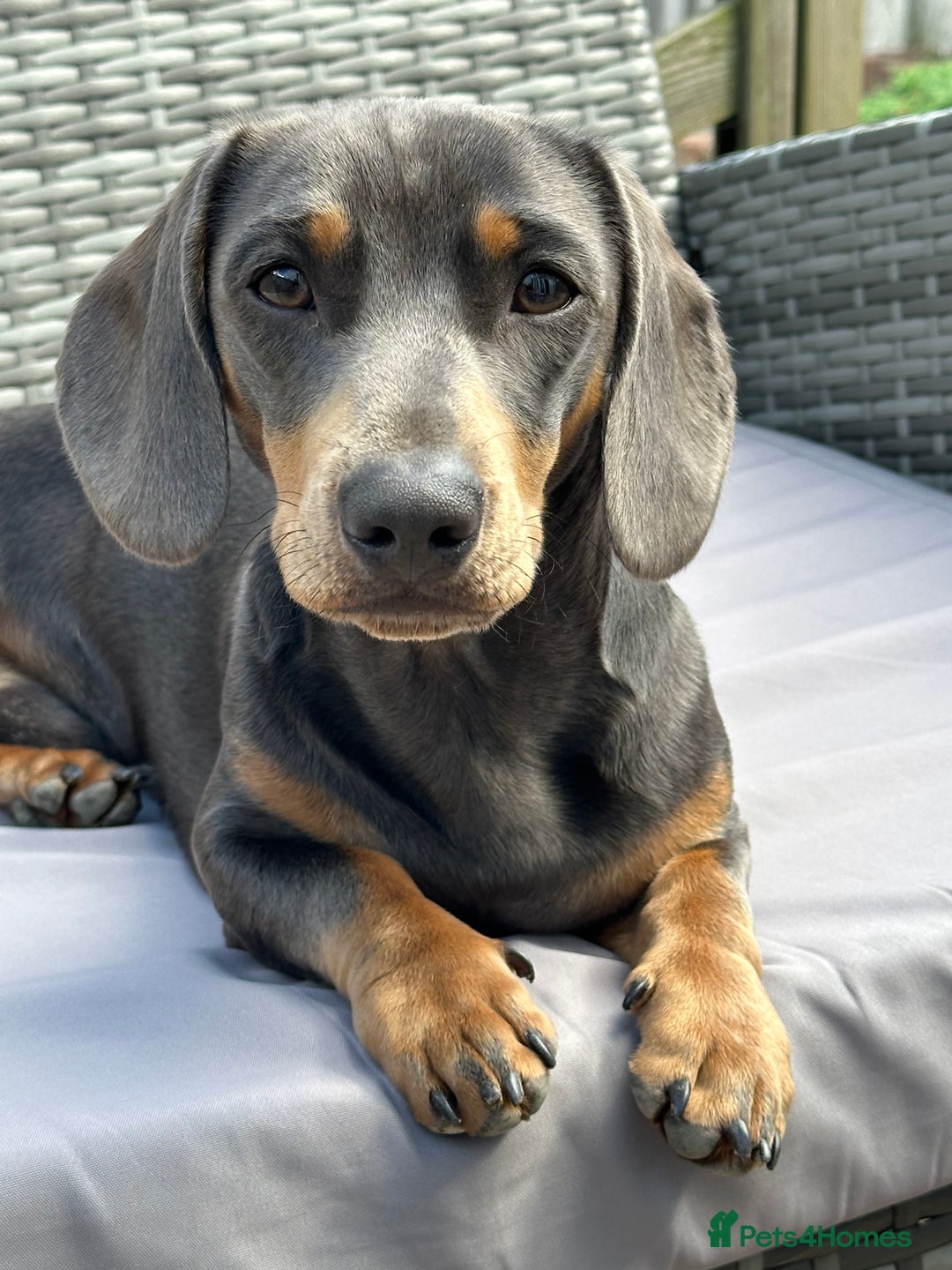 Miniature Dachshund dogs for stud: Available for stud blue and tan mini dachshund - Image 16