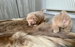 Shar Pei dogs for sale: Top quality bear coat sharpei  - Image 4