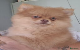 Pomeranian dogs for sale: Pomeranian,  from fully health tested parents  - Image 15