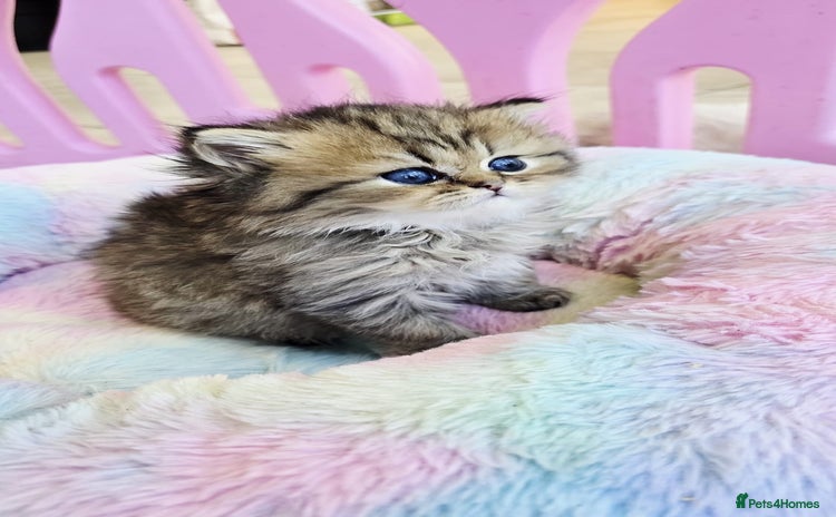 Persian cats - Advert 2
