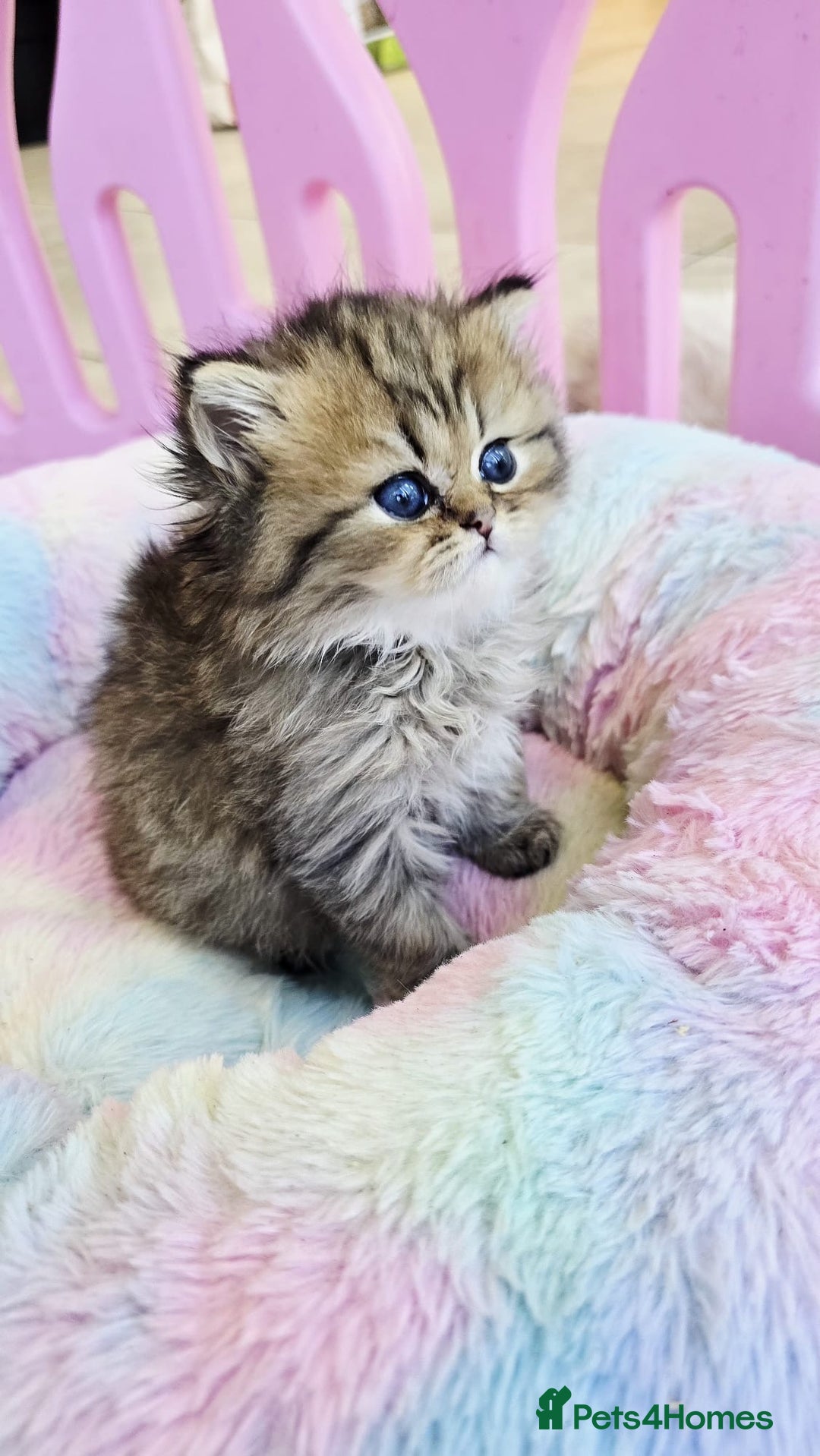 Persian cats for sale: Pure chinchilla Persians!!  - Image 1