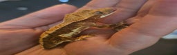 Gecko reptiles for sale: Current reptiles for sale - Advert 1