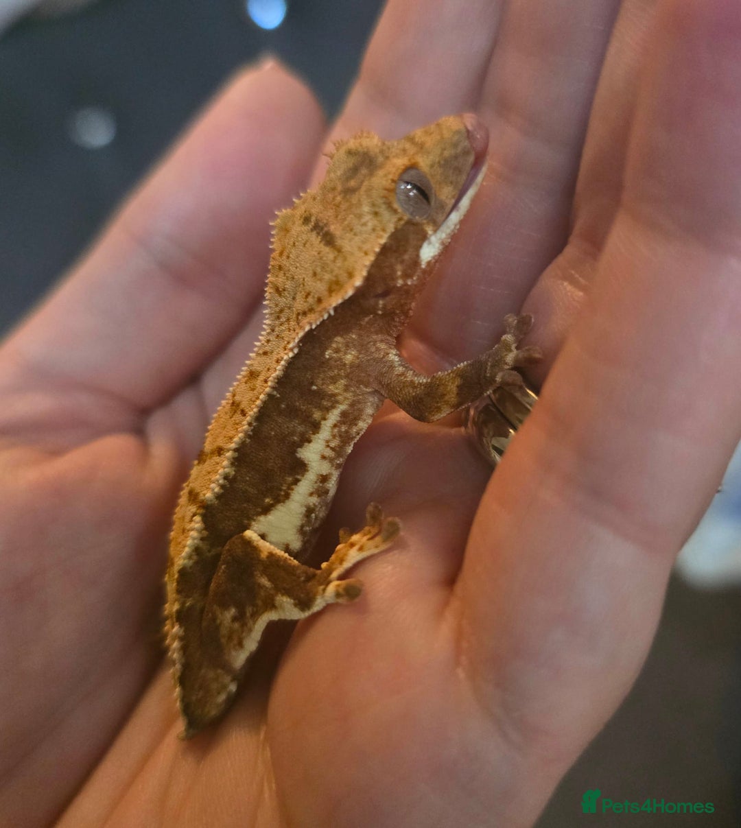 Gecko reptiles for sale: Current reptiles for sale - Advert 1