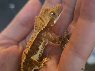 Gecko reptiles Current reptiles for sale - Advert 1