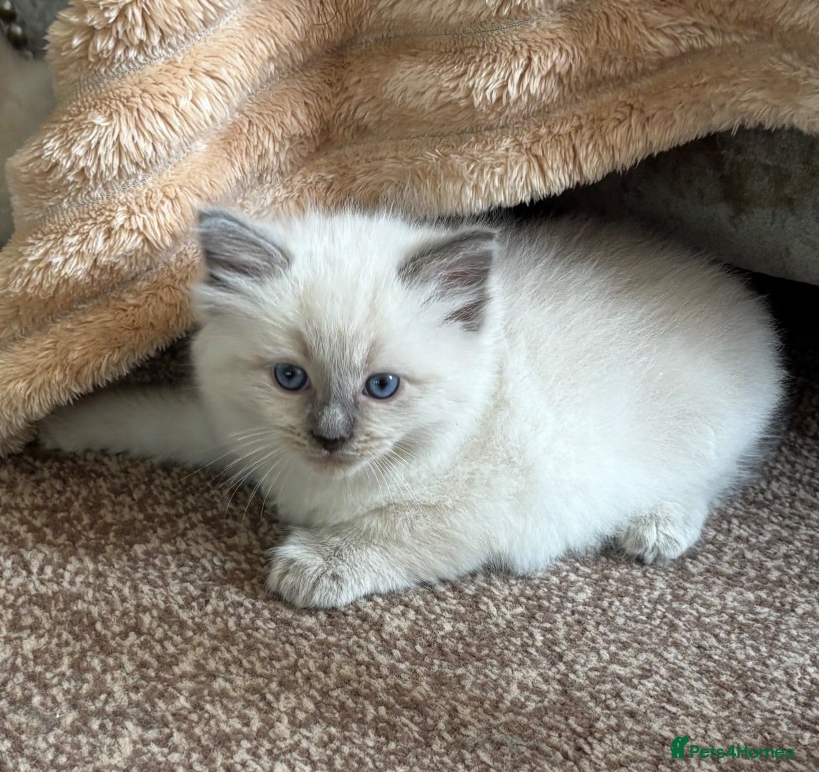 Ragdoll cats Ragdoll kittens  - Advert 1