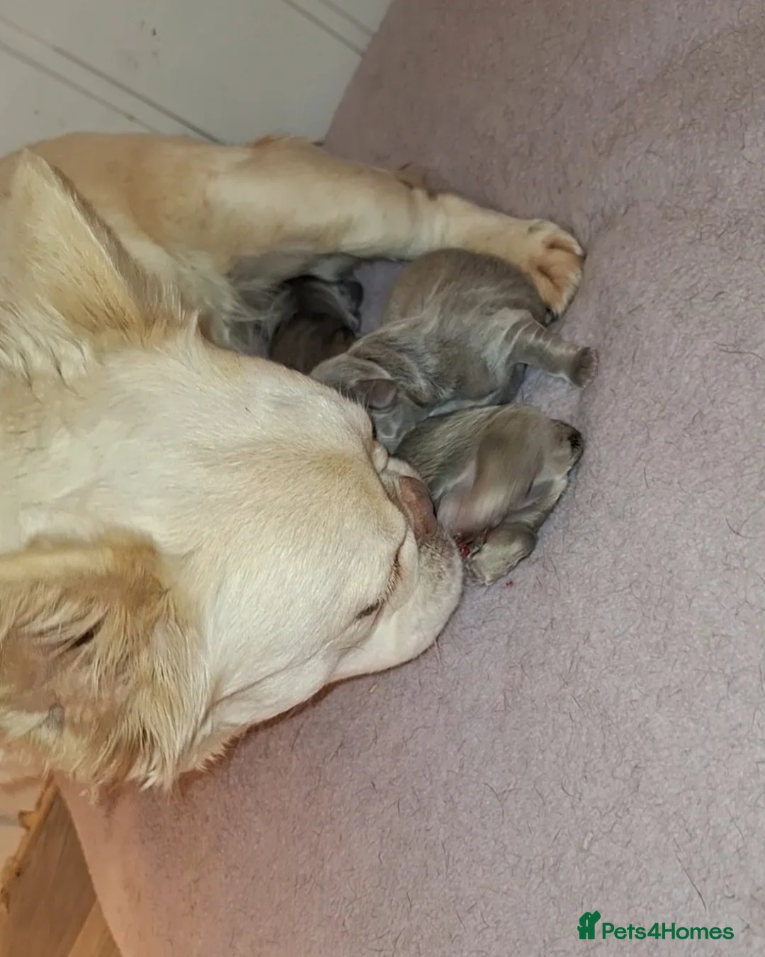 French Bulldog dogs for sale: Fluffy Lilac And Tan French Bulldogs  - Advert 8