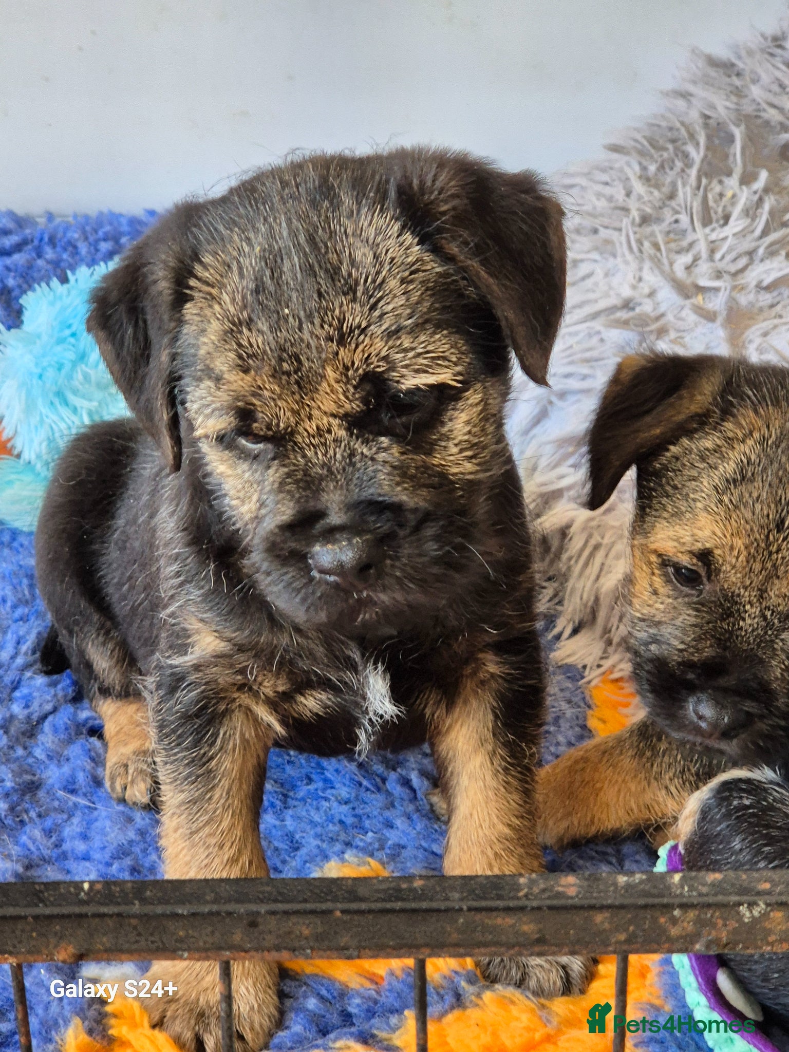 Border Terrier dogs Stunning border terrier puppys  - Advert 17