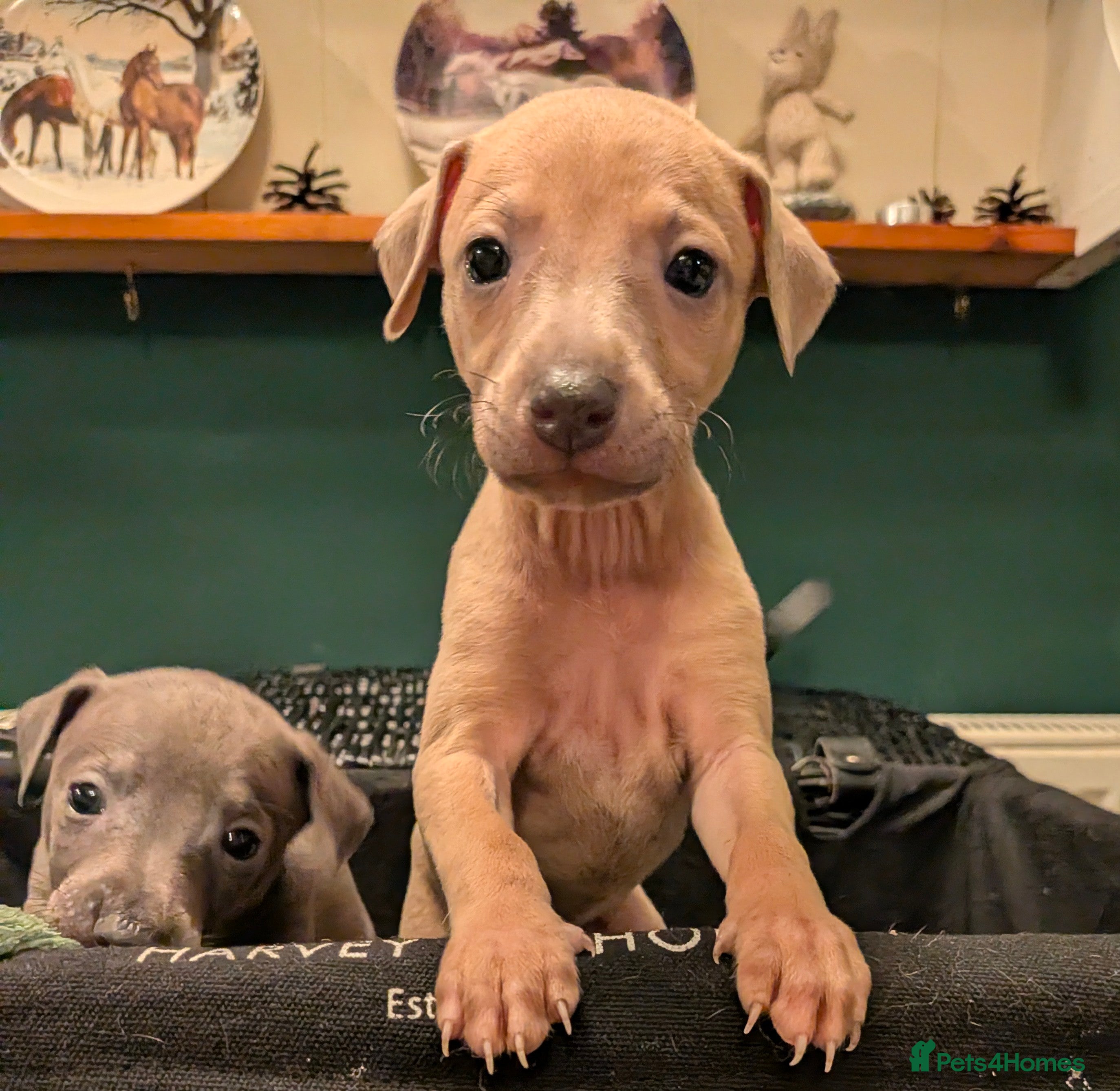 Italian Greyhound dogs Beautiful IGGY Puppies  - Advert 1