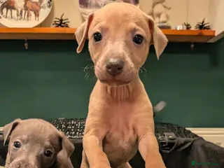 Italian Greyhound dogs Beautiful IGGY Puppies - Advert 1