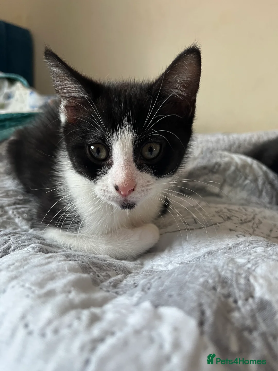 Mixed Breed cats for sale: 2 female kitten - Advert 7