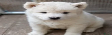 Akita 2