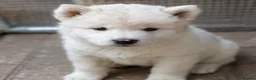 Akita dogs for sale: Beautiful American Akita Puppies in Sheffield - Advert 3