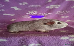 Guinea Pig rodents for sale: Chinchilla guinea pigs avaliable  - Image 1