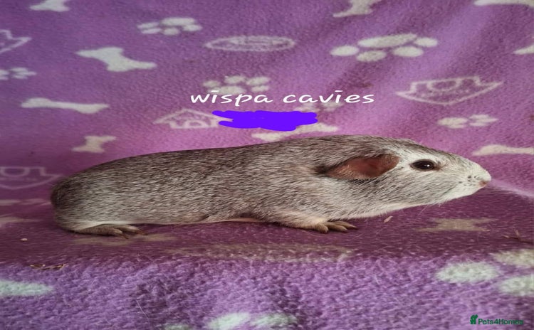 Guinea Pig rodents - Advert 1