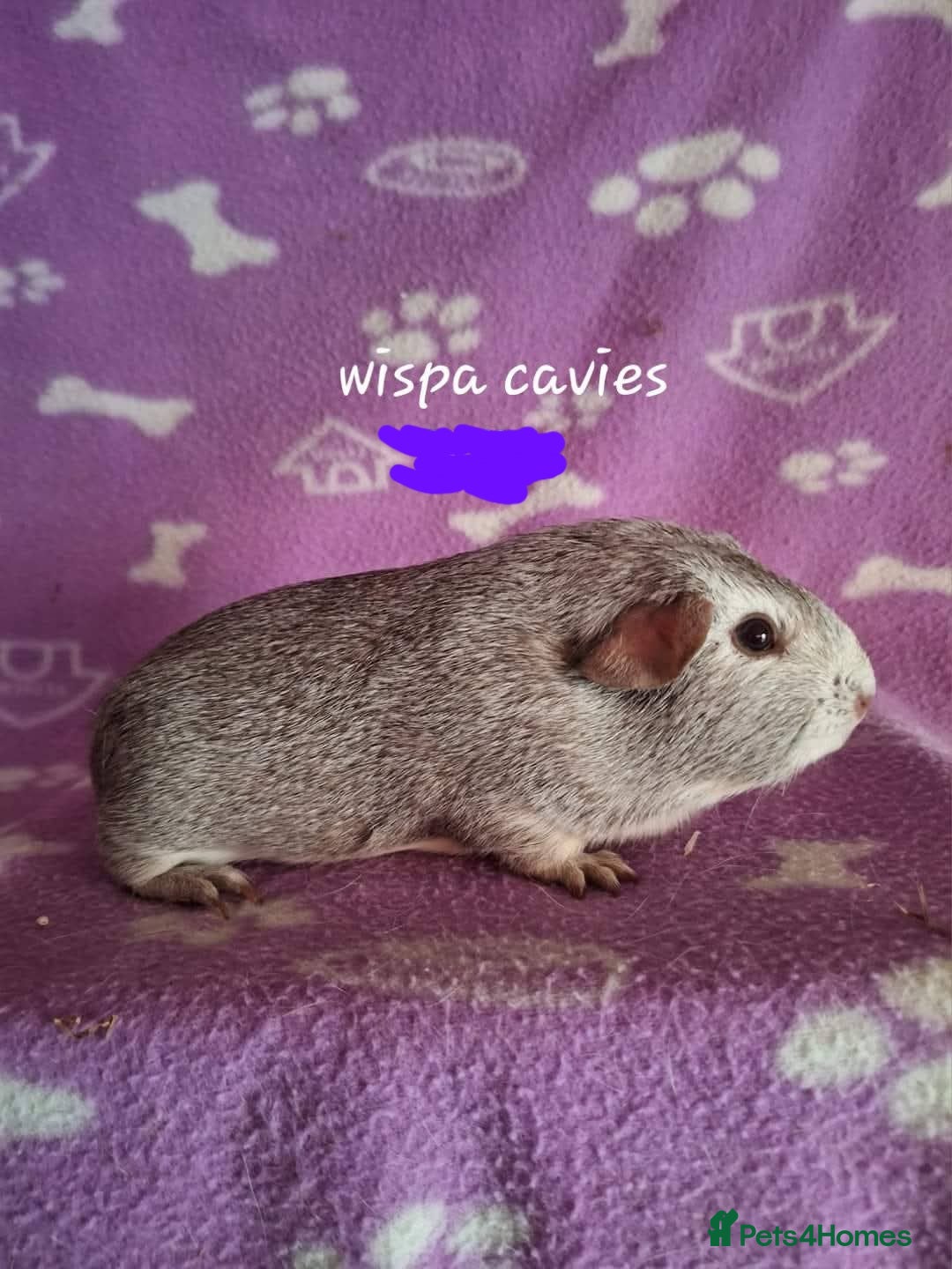 Guinea Pig rodents for sale: Chinchilla guinea pigs avaliable  - Image 1