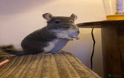 Chinchilla rodents for sale: Male and female chinchillas (Kiki&Gizmo) for sale - Image 2