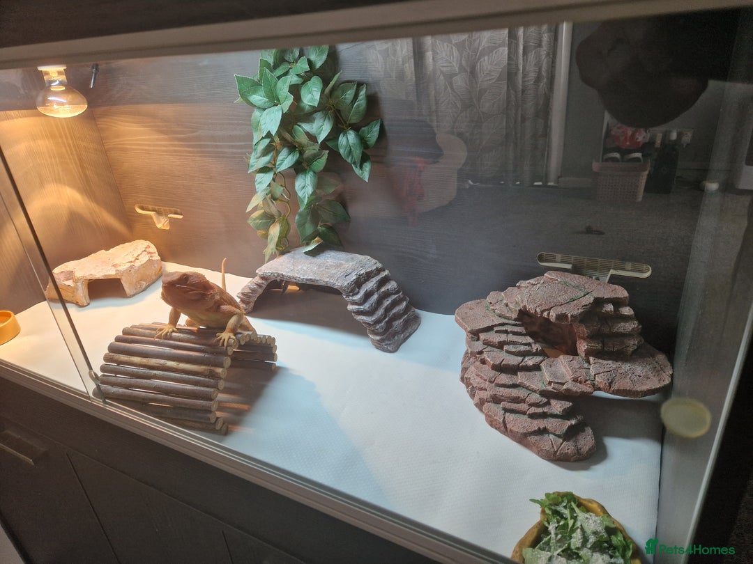 Bearded Dragon reptiles for sale: Red leatherback hypo bearded dragon and vivariums  - Image 6