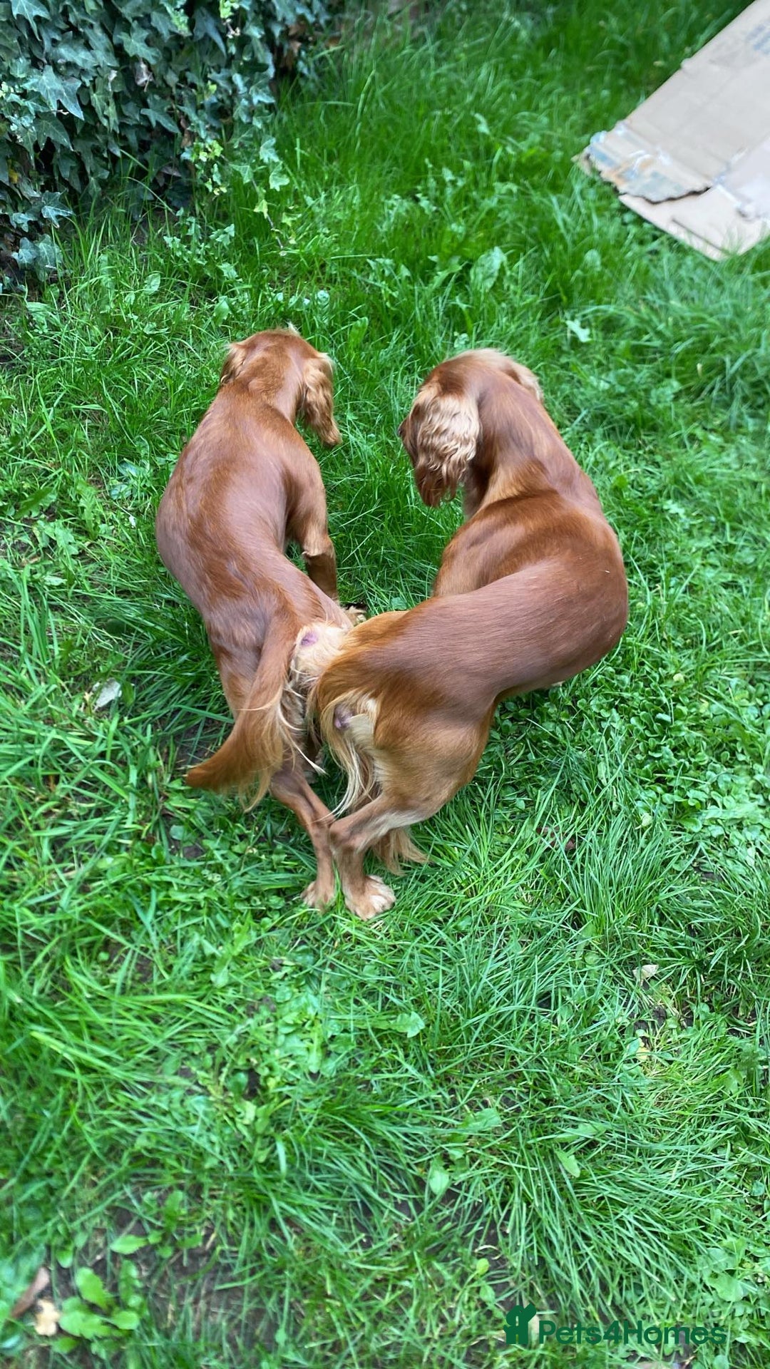 Cocker Spaniel dogs for sale: Beautiful littler of working cocker spaniels 😍 - Advert 3