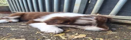 Border Collie dogs for sale: Beautiful fluffy Collie Pups for Sale - Advert 16