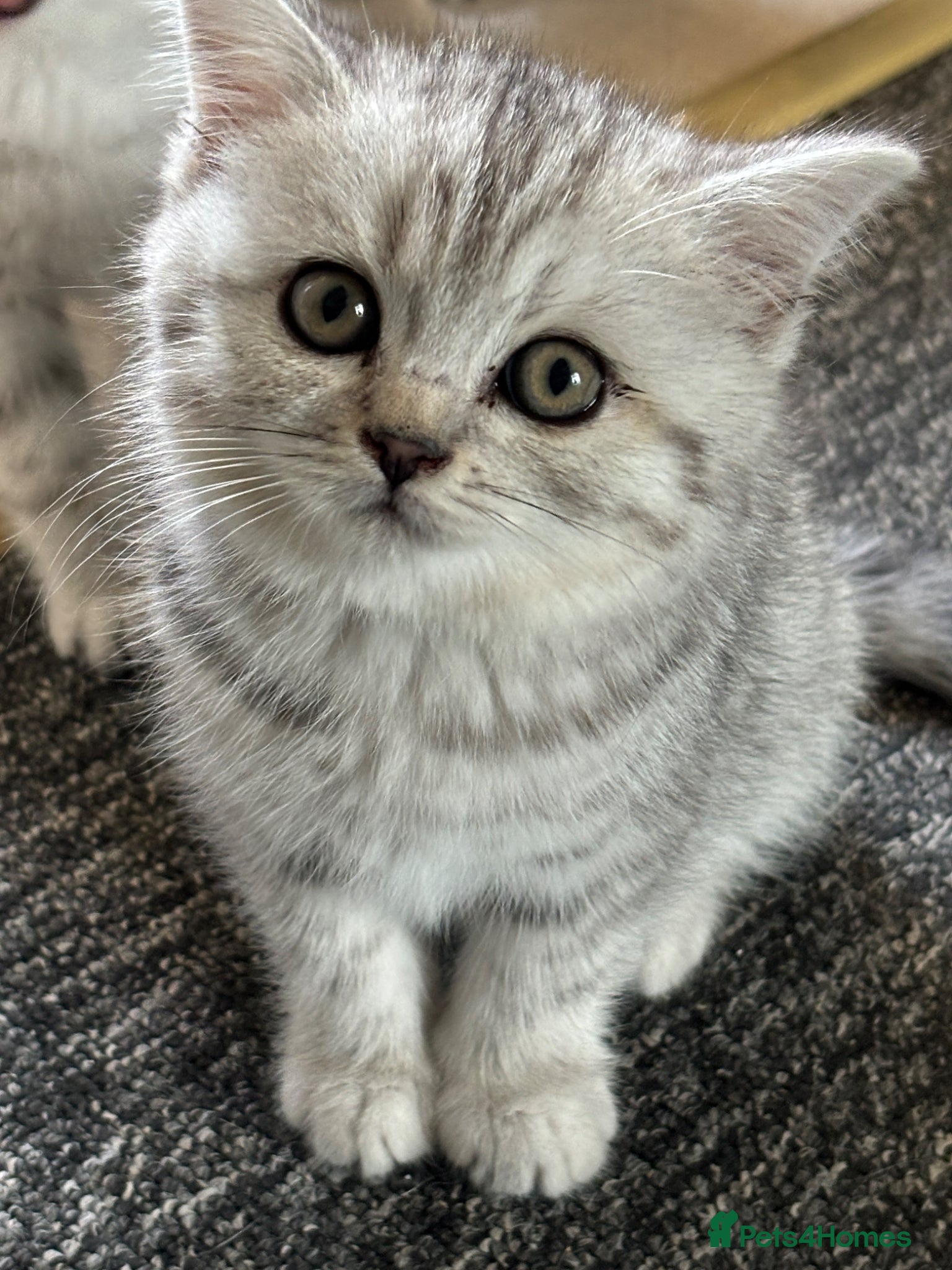 British Shorthair cats Tabby/spotted BSH kittens - Advert 8