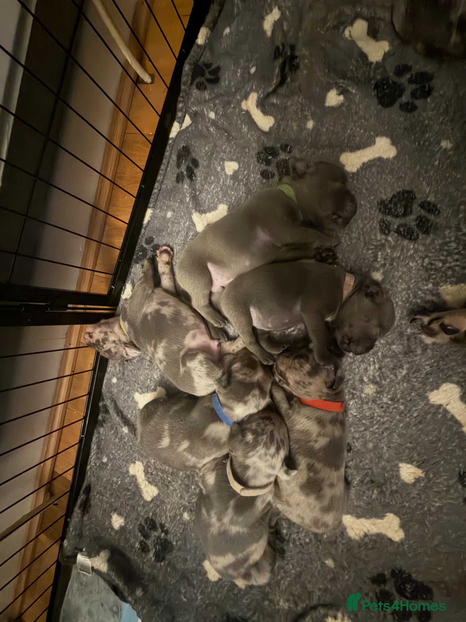 Mixed Breed dogs for sale: French bulldog x Staffordshire bull terrier Fraffy - Advert 1