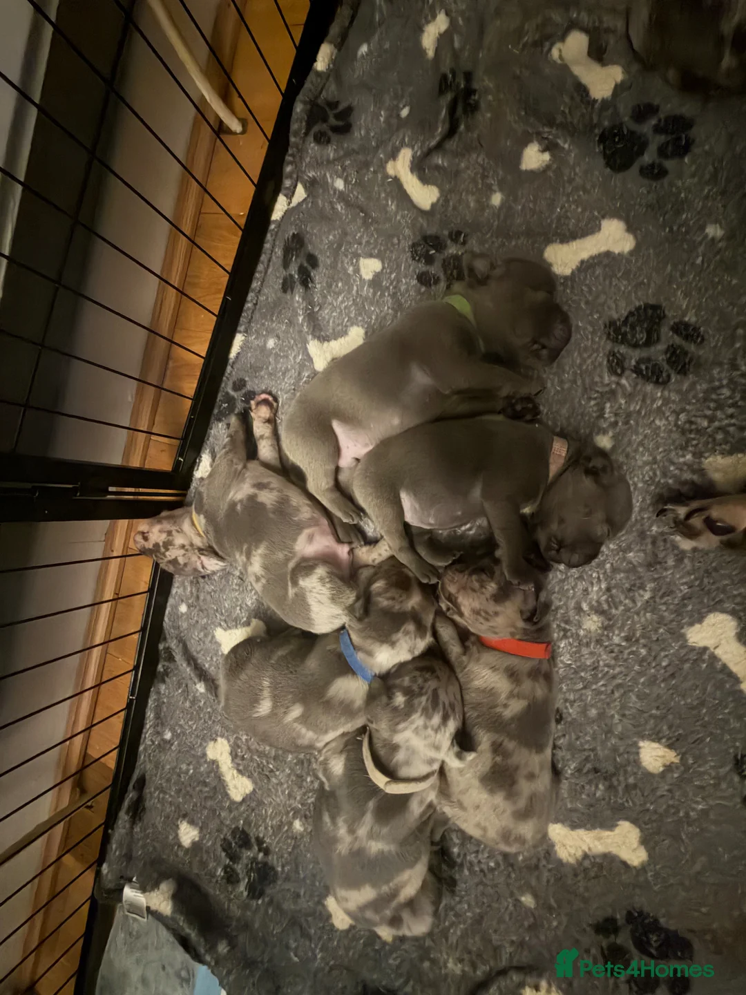 Mixed Breed dogs for sale: French bulldog x Staffordshire bull terrier Fraffy - Advert 1