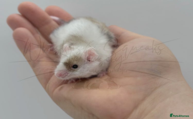 Mouse rodents male baby fancy mice (read description).  - Advert 2