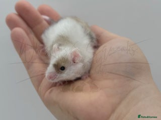 Mouse rodents male baby fancy mice (read description). - Advert 1