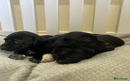 Mixed Breed dogs for sale: Labrador x French Pointer puppies - Image 5