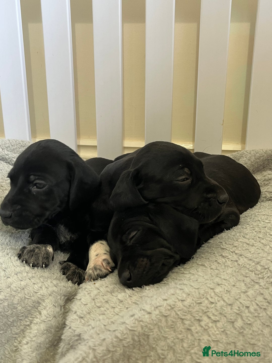 Mixed Breed dogs for sale: Labrador x French Pointer puppies - Image 5
