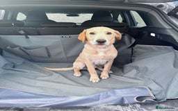 Labrador Retriever dogs for sale: 6 month Old Golden lab - Image 2
