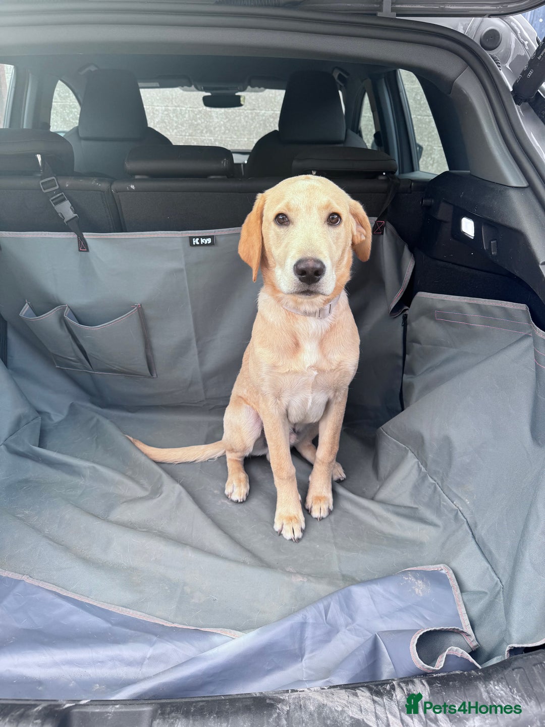 Labrador Retriever dogs for sale: 6 month Old Golden lab - Image 2