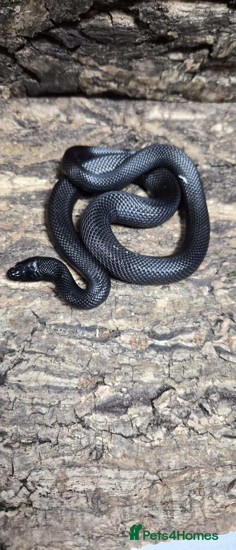 Snake reptiles Mexican black kingsnake  - Advert 7