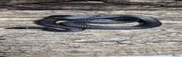 Snake reptiles for sale: Mexican black kingsnake  - Advert 1
