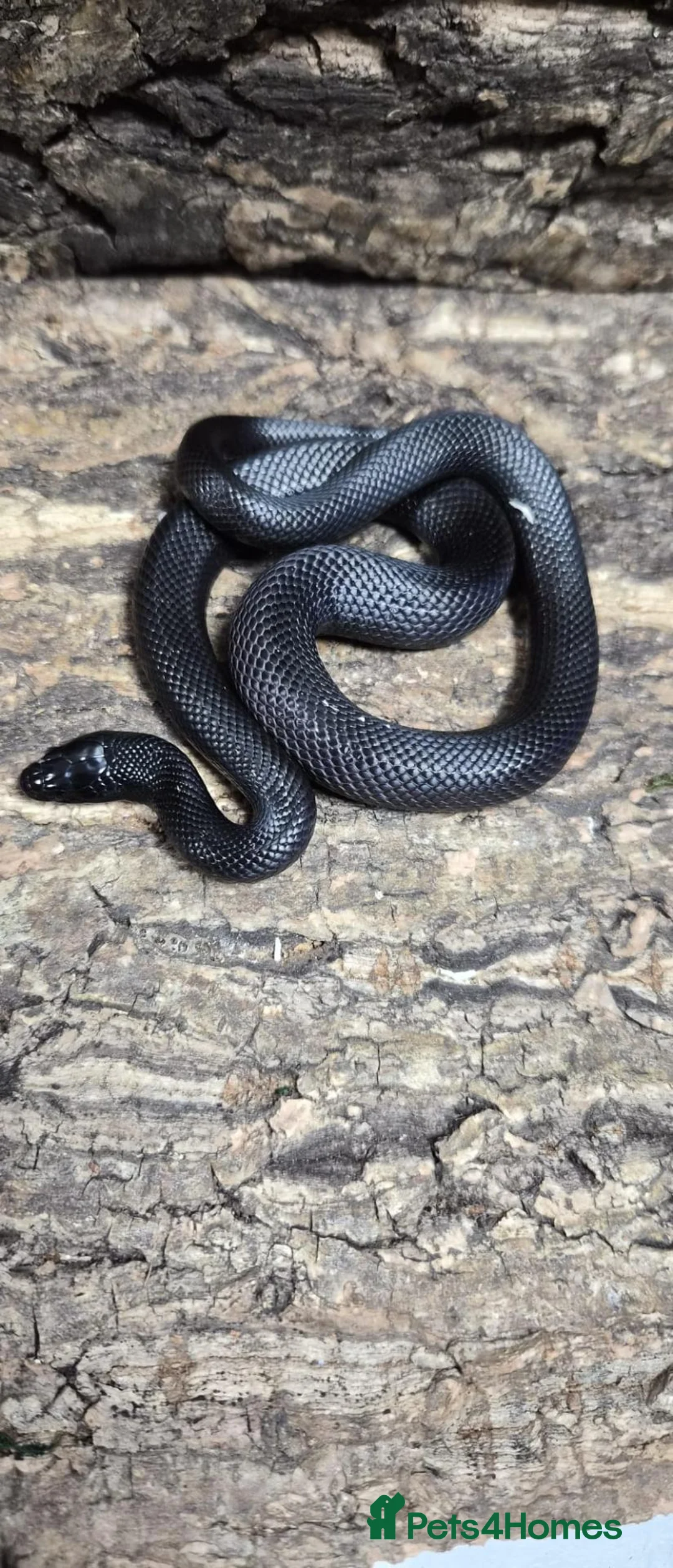 Snake reptiles for sale: Mexican black kingsnake  - Advert 1