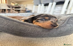 Miniature Dachshund dogs for sale: Truly Purebred Miniature Dachshunds puppies - Image 5