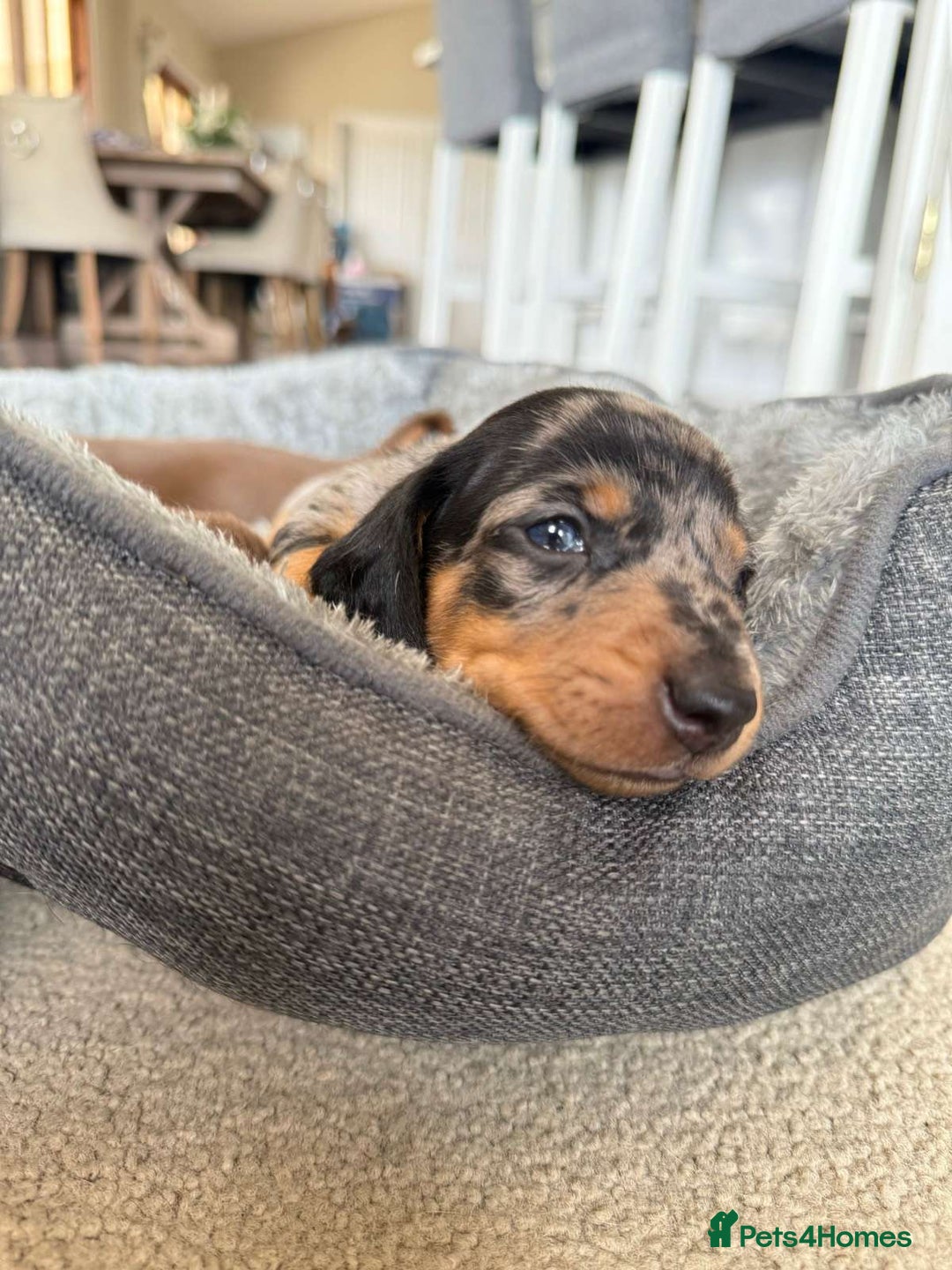 Miniature Dachshund dogs for sale: Truly Purebred Miniature Dachshunds puppies - Image 5