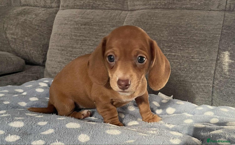 Miniature Dachshund dogs Beautiful Miniature Dachshund Puppies - Advert 4