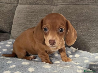 Miniature Dachshund dogs Beautiful Miniature Dachshund Puppies - Advert 13