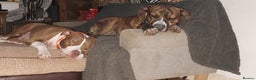 Staffordshire Bull Terrier dogs for stud: Proven Staffordshire Bull Terrier Stud – Brindle in Doncaster - Advert 5