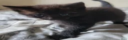 Domestic Shorthair cats for sale: Ready to Fly the Nest  - Advert 37