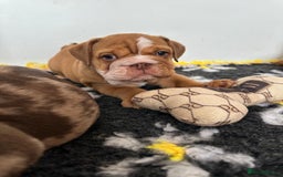 English Bulldog dogs for sale: READY TO LEAVE STUNNING ENGLISH BULLDOGS  - Image 6