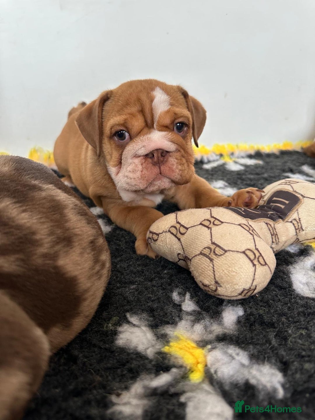 English Bulldog dogs for sale: READY TO LEAVE STUNNING ENGLISH BULLDOGS  - Image 6