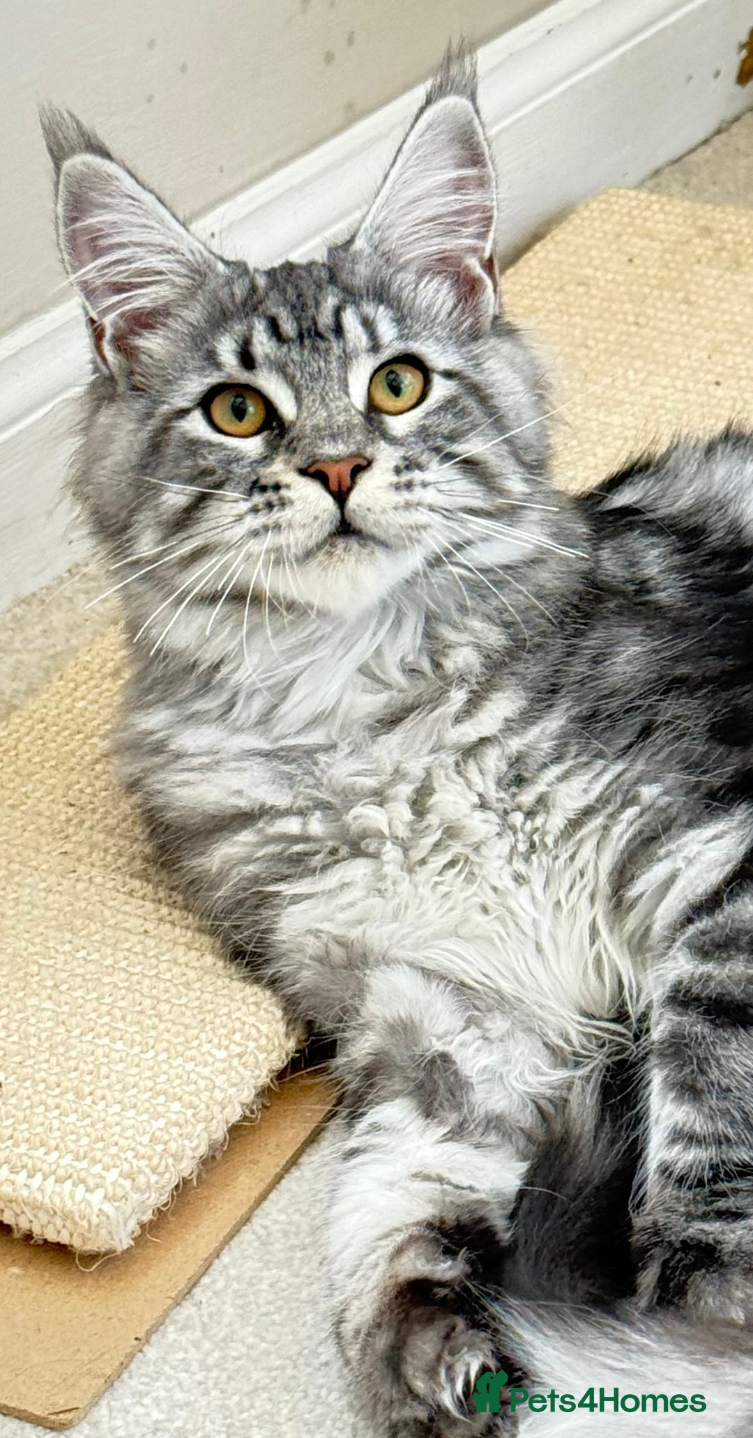 Maine Coon cats for sale: Outstanding pedigree kittens ready to leave - Image 21
