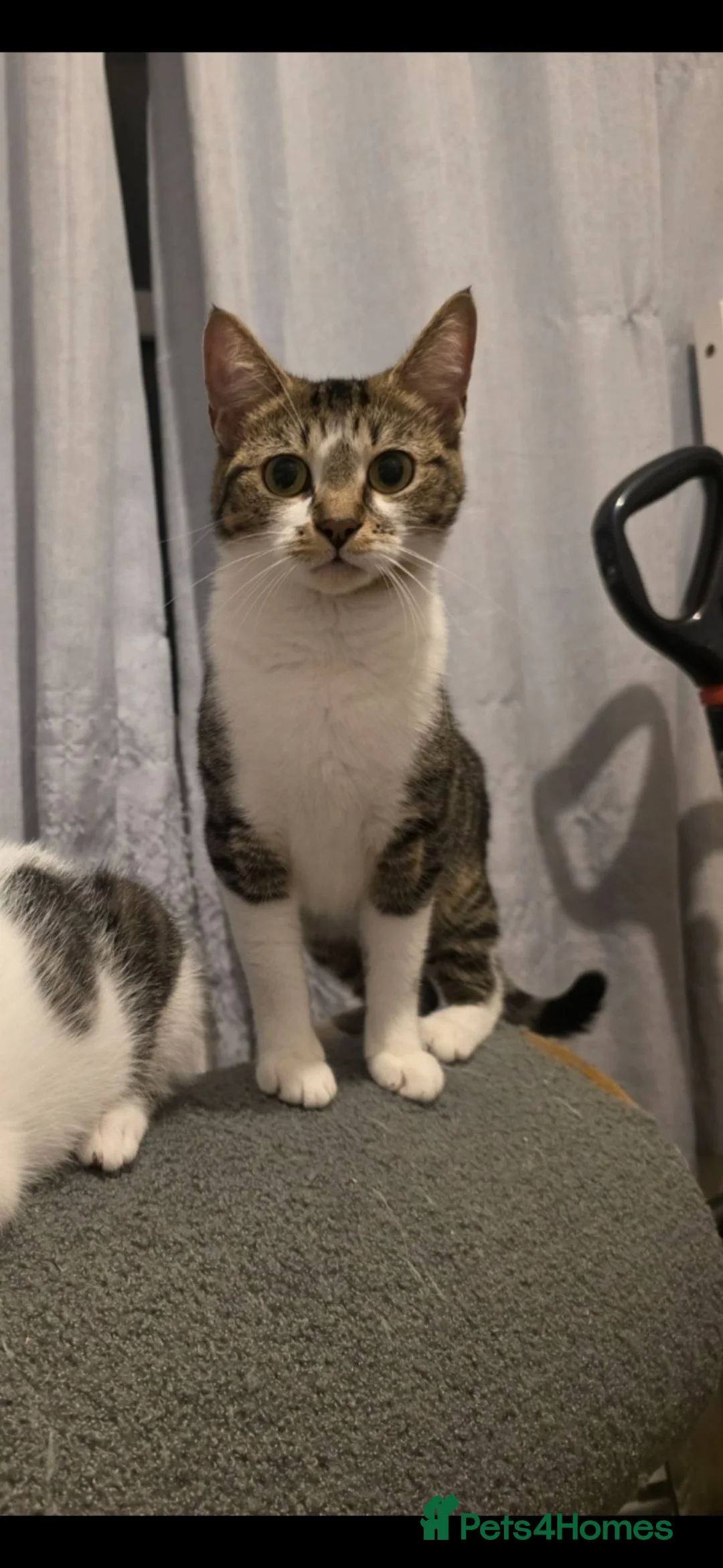 Mixed Breed cats for sale: Little girl looking for forever home.  - Advert 4