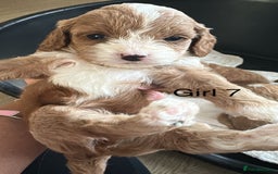 Cavapoo dogs for sale: One girl left has come available  - Image 17