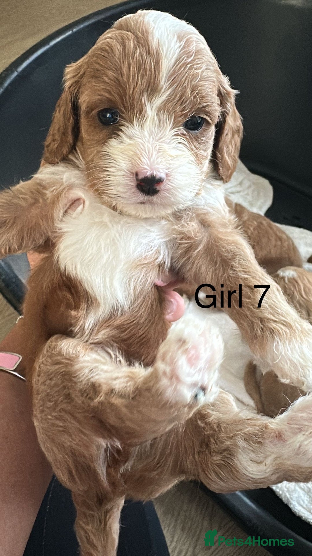 Cavapoo dogs for sale: One girl left has come available  - Image 17