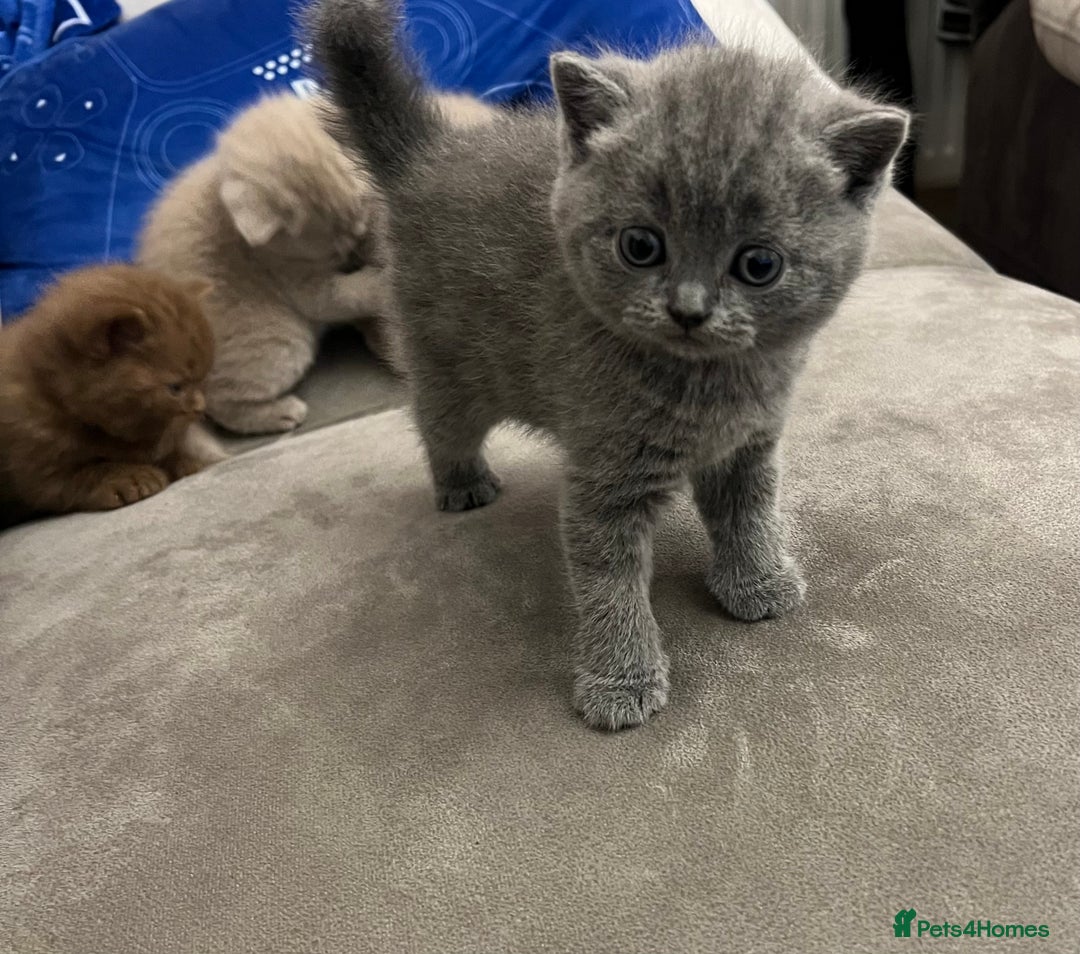 British Shorthair cats for sale: British shorthair kittens  - Image 7