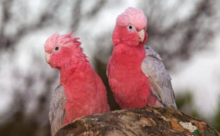 Parrots birds - Advert 7