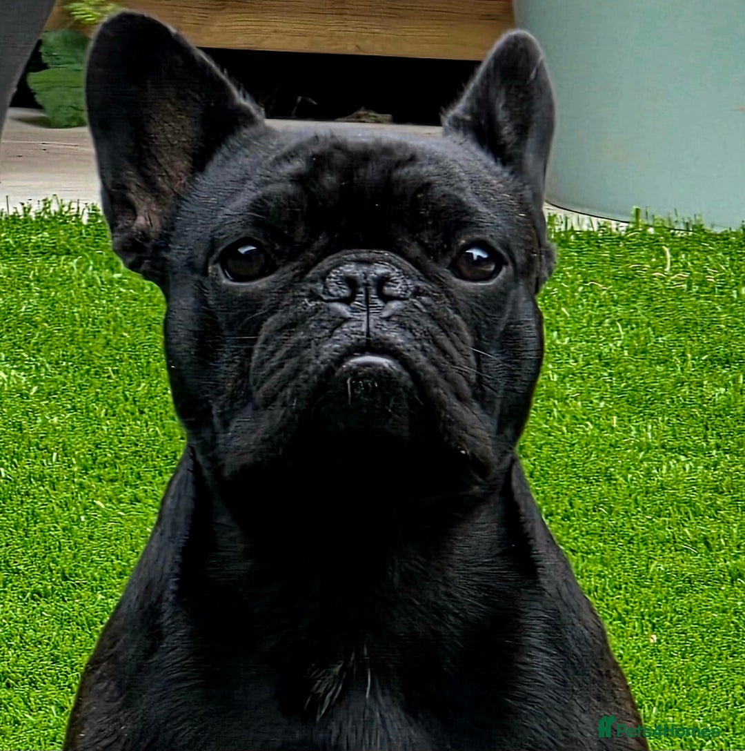 French Bulldog dogs for sale: Female French bulldog  - Advert 4